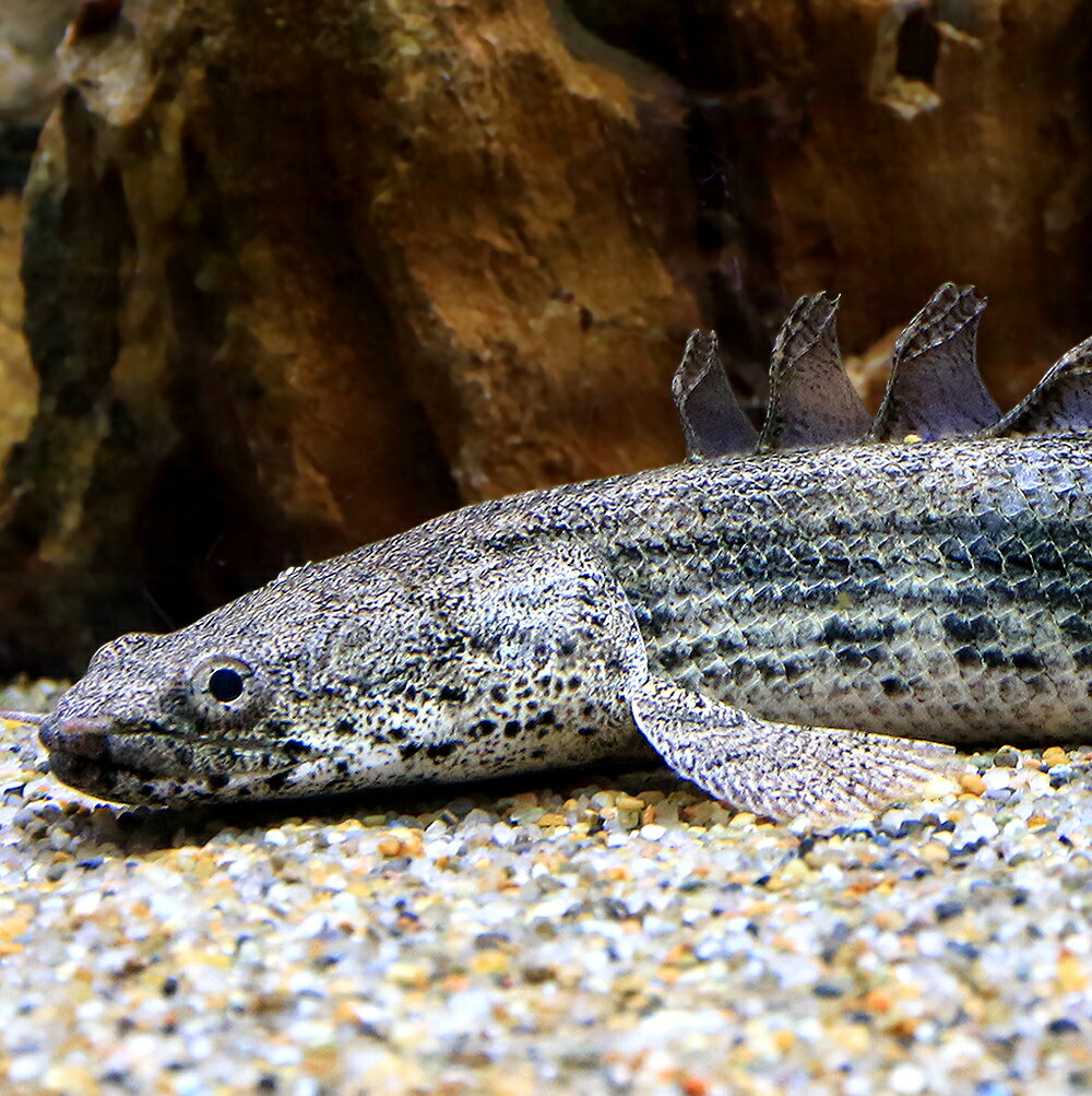 楽天市場】ポリプテルス アンソルギー（熱帯魚・アクアリウム｜ペット