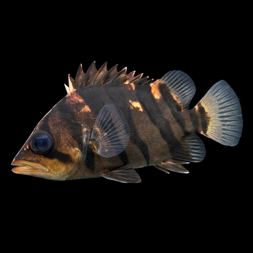 楽天市場】ダトニオプラスワン 熱帯魚（ペット・ペットグッズ）の通販