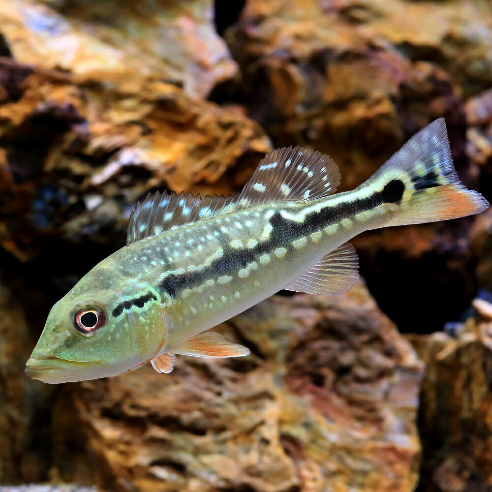 楽天市場】キクラ（観賞魚｜熱帯魚・アクアリウム）：ペット・ペット