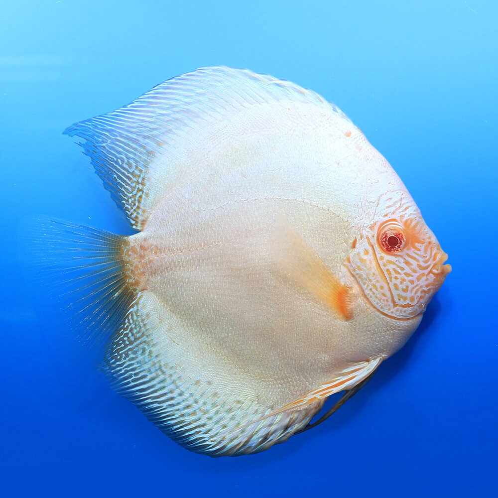 画像の個体をお送りします。撮影日：2026年8月7日熱帯魚の王様！アルビノフルカラーブルースコーピオン・ディスカス別名アルビノフルカラーブルースコーピオン・ディスカス学名（※）Symphysodon　aequifasciata　var．（※）…改良品種や学名が不明の種は流通名での記載の場合があります。分布改良品種（原種：ブラジル、コロンビア、ペルー）育成要件最大体長　　　→　18cm温度　　　　　→　27〜32度水質　　　　　→　弱酸性〜中性餌　　　　　　→　人工飼料、生餌※飼育環境は一例です。必ずしもこの環境下であれば飼育できることを確約するものではございません。品種詳細アルビノブルースコーピオン・ディスカスの選別個体です。顔やヒレに現れるスネークスキン特有の細かな模様と、青白い美しい体色が特徴の品種です。飼育の注意点極端な水貨の変化がなければ弱酸性〜中性付近の軟水で飼育が可能で、十分にろ過の効いた環境が必要です。ディスカスハンバーグや生餌は水質を悪化させやすく、最適な水質を維持する為には残餌やフンを取り除きやすいベアタンクでの飼育が適しています。また他の魚に比べ高水温での飼育が適し、特に幼魚は、30〜32°C程度の水温が必要です。餌は専用飼料のディスカスハンバーグの他、食いのよい冷凍アカムシやフレークフードを併用し、バランスの良い給餌が必要です。また赤系の品種には色揚げ効果の高い餌で鮮やかな発色が得られます。ディスカスは気分や調子によって体色を変化させ、不調の時や怯えているときは体色が黒くなります。少数匹での飼育は怯えやすく、餌食いが悪いこともあります。水槽に暗幕等をかけて2、3日静かな環境で落ち着かせるとよいでしょう。美しいプロポーションと色彩のためには、適切な水質とゆとりのある水槽サイズが必要です。幼魚期は給餌回数を多くすると同時に適切な水質を維持し、8cm程度のサイズになったら体高やヒレの伸張がしっかりでるように高さが45cm以上ある水槽で飼育するとよいでしょう。混泳の注意点高水温に耐えられる温和な種であれば混泳可能です。特に残餌を積極的に食べてくれるクラウンローチ等の低層魚は相性が良いです。小型魚やエビは成長したディスカスに食べられてしまうので混泳には適しません。ディスカス同士の混泳では弱い個体がいじめられることがあるので、様子をみて隔離をしてください。繁殖繁殖を狙うなら複数匹飼育し、自然形成されたペアを得る必要があります。出来上がったペアを繁殖用の水槽に移し、産卵筒やフィルターのパイプなど産卵基質となるものを用意し産卵に備えます。ペアによっては手を加えなくとも産卵、育児を行いますが、産卵を促すためには水温を27〜28°C程度まで下げ、pHを6．0〜6．5、硬度を低めにすると良いでしょう。ディスカスは放精量が少なく、強い水流は受精率を下げてしまうので、水流は弱くしてください。産卵後は、親魚が卵、稚魚の世話をするため魚に任せておいても問題ありません。若いペアでは未受精だったり、環境が合わないと食卵してしまうことがあります。水質や環境の改善後、産卵筒にカバーをかぶせることで食卵を防ぐことが可能です。子育てが上手ではない場合はペアの入れ替えが有効です。孵化した稚魚は親魚の体から分泌されるディスカスミルクを摂取します。ディスカスミルク以外のものに興味を示すようになったらブラインシュリンプなどを与えてください。その他●ディスカスのサイズの表記についてSサイズ　−　約6〜9cmMサイズ　−　約9〜12cmLサイズ　−　約12〜15cmXLサイズ　−　約15cm以上※サイズは体高（ヒレ含む大きさ）となります。●画像個体について。コンディションや水質等により画像と色合いや柄が異なる場合がございます。到着時のディスカスは色彩が一時的に抜けている場合や、バーチカルストライプや黒色の点が強く表れる場合があります。品種の性質上体表に黒色の点（メラニン色素）が出現する事が有ります。ご使用の照明によっては画像個体と色が異なる場合もございますので、予めご了承下さい。点滴法で生体にやさしい　水抜き・水合わせキットPSBQ10　ピーエスビーキュート　淡水用　500mL　メダカ　金魚　熱帯魚　光合成細菌　バクテリア定着型バクテリア　ばくとQ10　淡水・海水用　500mL　バクテリア　熱帯魚　海水魚小型魚用フード　「ff　num03」　40ml　aquarium　fish　food　series国産アンブレラリーフ　1袋　約20g　5〜7枚入り　マジックリーフ　アピスト　ベタ　ビーシュリンプインスタントブラックウォーター作成キット（1個）　マジックリーフ　ベタ　アピスト　ラミレジィ　ビーシュリンプ　カラシン冷凍★育成用　ゴールド　100g　ディスカスハンバーグ　別途クール手数料　常温商品同梱不可ディスカス産卵筒　ディスカス　エンゼルフィッシュ　陶器製 … PF_SPQ　_aqua　fish_database　熱帯魚・エビ他　エンゼル・ディスカス　ディスカス　改良品種系　Lサイズ　1匹　シムフィソドン　symphysodon　aequifasciata　アルビノフルカラーブルースコーピオン　アルビノブルースコーピオン　アルビノディスカス　インドネシアブリード20260806　YK　y26m08 一点物　1点物　kodawari1ten■この商品をお買い上げのお客様は、下記商品もお買い上げです。※この商品には付属しません。■点滴法で生体にやさしい　水抜き・水合わせキットPSBQ10　ピーエスビーキュート　淡水用　500mL　メダカ　金魚　熱帯魚　光合成細菌　バクテリア定着型バクテリア　ばくとQ10　淡水・海水用　500mL　バクテリア　熱帯魚　海水魚小型魚用フード　「ff　num03」　40ml　aquarium　fish　food　series国産アンブレラリーフ　1袋　約20g　5〜7枚入り　マジックリーフ　アピスト　ベタ　ビーシュリンプインスタントブラックウォーター作成キット（1個）　マジックリーフ　ベタ　アピスト　ラミレジィ　ビーシュリンプ　カラシン冷凍★育成用　ゴールド　100g　ディスカスハンバーグ　別途クール手数料　常温商品同梱不可ディスカス産卵筒　ディスカス　エンゼルフィッシュ　陶器製