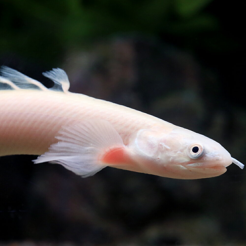 楽天市場】プラチナ 金魚の通販