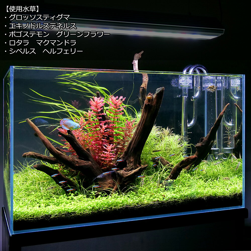 �ʿ���˥����å����ƥ����ޡʿ���աˡ�̵�����ˡ�3�ѥå�ʬ��