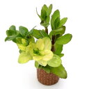 (水草)ライフマルチ(茶)バコパミックス(水上葉)(無農薬)(1個)
