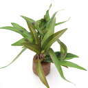 (水草)ライフマルチ(茶)ポリゴナムミックス(水上葉)(無農薬)(1個)