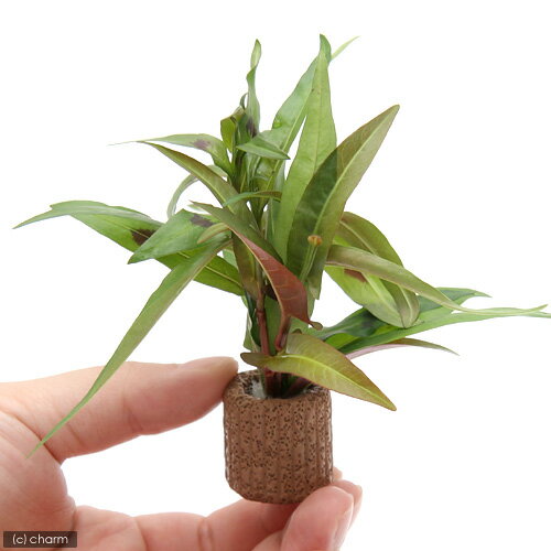 （水草）ライフマルチ（茶）ポリゴナムミックス（水上葉）（無農薬）（1個）