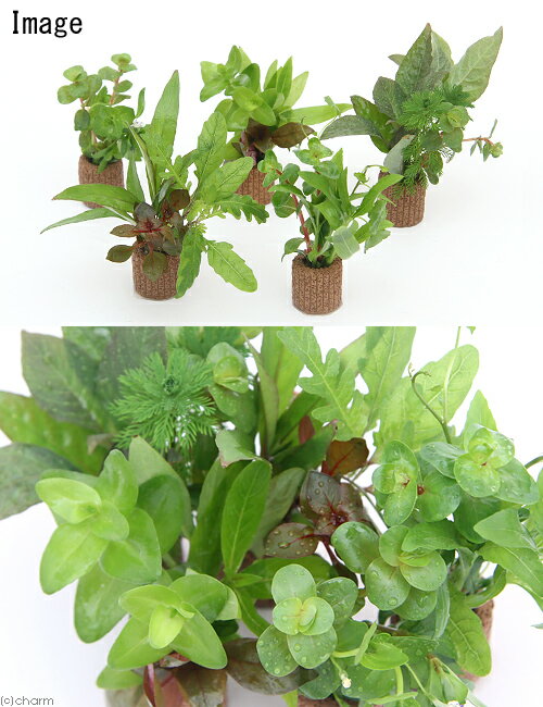 （水草）ライフマルチ（茶）寄せ植えミックス（水上葉）（無農薬）（3個）