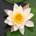 (ビオトープ)睡蓮 温帯性睡蓮(スイレン)(桃) ピーチ リリー Peace Lily (1ポット)