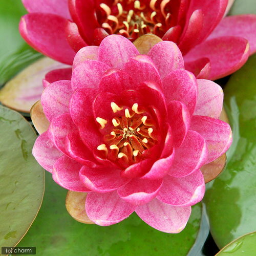 （ビオトープ）睡蓮　温帯性睡蓮（スイレン）（赤）　ペリーズ　ベイビー　レッド　PerryS　Baby　Red　（1ポット）（休眠状態）