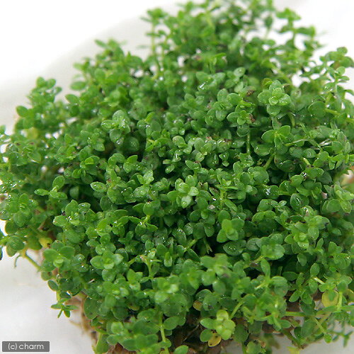 charm 3980 楽天市場店の（水草）ニューパールグラス（水上葉）（無農薬）（1パック分）｜アングル2