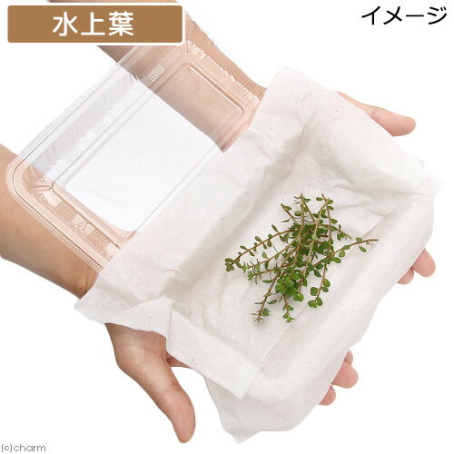 �ʿ���˥�����sp���磻�ʡ��ɡʿ���աˡ�̵�����ˡ�10�ܡ�