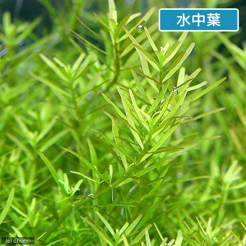 （水草）ロタラsp．ワイナード（水上葉）（無農薬）（20本）