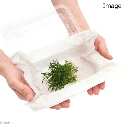 �ʿ���˥��֥饰�饹�ʿ���աˡ�̵�����ˡ�1«�ˡ�66471��