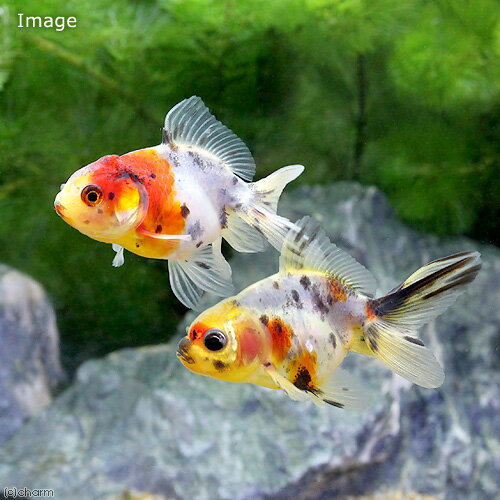 （国産金魚）飯田東錦（1匹）