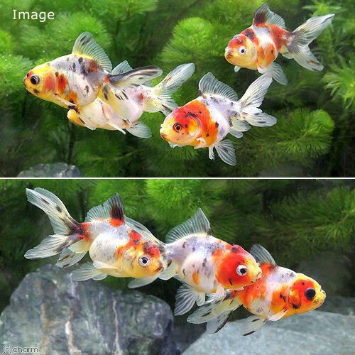 （国産金魚）飯田東錦（1匹）