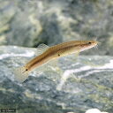 (淡水魚)ヒメドジョウ(3匹)