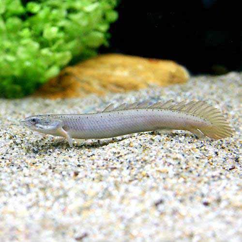 楽天市場】ポリプテルス トゥジェルシーの通販