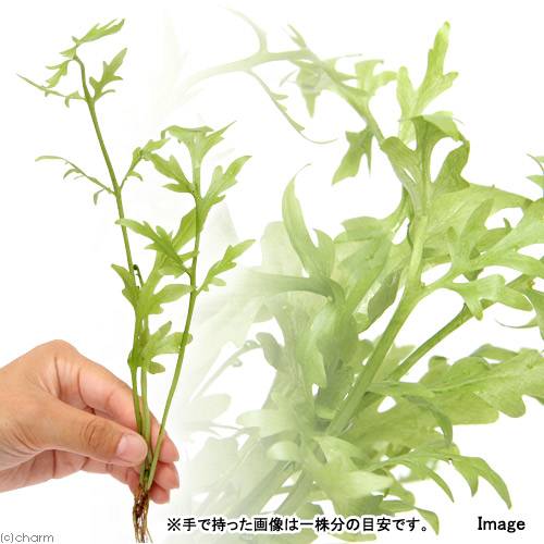 （水草）ウォータースプライト（水上葉）（無農薬）（6株） 2