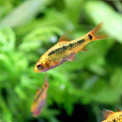 （熱帯魚）ゴールデン・バルブ（6匹）　北海道・九州航空便要保温