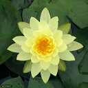 (ビオトープ)睡蓮 温帯性睡蓮(スイレン)(黄) レモン ミスト Lemon MiSt (1ポット)