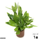 (水草)ライフマルチ(茶)ハイグロフィラ ポリスペルマ(水上葉)(無農薬)(1個)