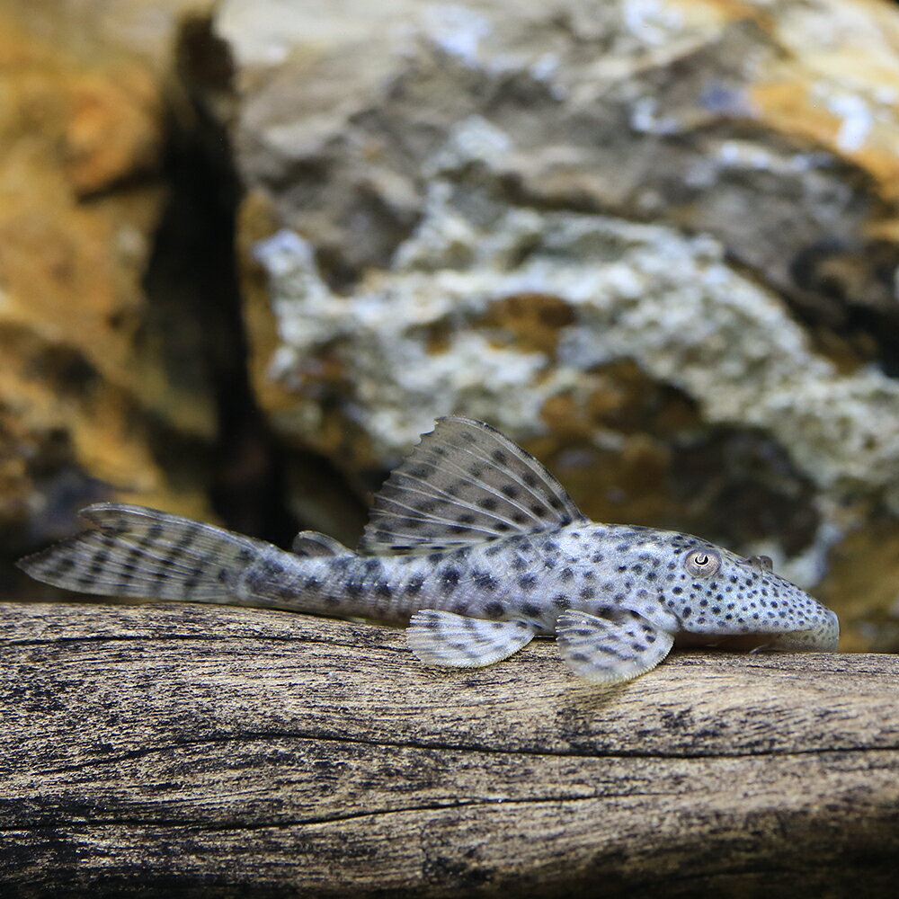 （熱帯魚）ヒポストムス・ジャグアリベンシス（ワイルド）（1匹）　北海道・九州航空便要保温