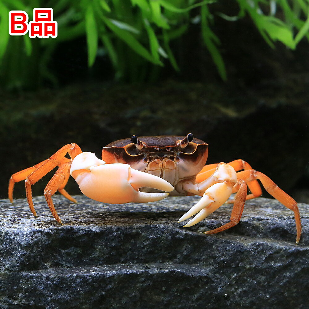 ※体色の白色が弱い、爪欠け、足欠けが2本程度あるなどのB品個体となります。予めご了承の上、お買い求め下さい。画像は良品個体となります。お送りする個体は甲幅1．5cm〜3cm程度です。ヒゲや脚が切れている場合がございますが、成長とともに再生してきます。個体サイズや模様、雌雄の指定についてはお受け致しかねますのでご了承下さい。（B品）サワガニ　ホワイトアーム（1匹）販売名サワガニ　ホワイトアーム学名Geothelphusa　dehaani（※）…改良品種や学名が不明の種は流通名での記載の場合があります。別名沢蟹分布日本　—　北海道、本州、四国、九州、屋久島飼育要件最大甲幅　　　→　3cm温度　　　　　　→　0〜20度水質　　　　　　→　中性〜弱アルカリ性餌　　　　　　　 →　人工飼料、生餌※飼育環境は一例です。必ずしもこの環境下であれば飼育できることを確約するものではございません。種類詳細日本固有の淡水ガニです。湧き水や小川、田んぼの用水路などの身近なところで見られ、観賞や飼育だけでなく食用にも利用される水辺のカニを代表する種です。基本的には夜行性で、清涼な流れがある沢の石などの下に生息し、河川の水質の指標生物ともなっています。注目すべきはその体色のバリエーションの豊富さで、各地域や個体群ごとに様々な変異が見られることが知られています。他の多くのカニと異なる陸封型で、やや大きめの卵はそのまま稚ガニになり純淡水中で繁殖可能です。飼育は容易で、水質の悪化と高水温に注意し、水中で脱皮をするため、体が全て水に浸かる程度の水場を用意したテラリウムで飼育可能です。エサは人工飼料で問題ありません。十分に隠れ家を用意し、過密になるとケンカをするので注意が必要です。遊泳している魚を捕食することはあまりありませんが、単独飼育が理想的でしょう。水槽内での繁殖はやや難しいです。飼育のポイント水質の悪化と高水温に注意が必要です。陸上部分と体が全て水に浸かる程度の水場を用意したテラリウムでの飼育が適しています。脱走が上手く、障害物や多少の壁であれば登ってしまうので十分な深さのある容器か、フタを用意する必要があります。人工飼料、アカムシなど雑食性で何でも良く食べます。大食漢で水を汚しやすいので残餌は早めに取り除いてください。混泳の注意点カニの中では攻撃性が低く複数匹飼育が可能ですが、過密になるとケンカでハサミや足を失うことがあります。十分なスペースと隠れ家を用意する必要があります。動きの緩慢な魚は捕食されてしまうことがあります。また大型になる種には本種が捕食されてしまうことがあります。繁殖春から夏にかけて水槽内で交尾したびたびメスが抱卵することがあります。交尾はメスが脱皮直後に行われるため弱りやすく、場合によっては共食いされてしまうことがあります。健康で大きな個体を繁殖に用い、十分な隠れ家を用意してください。メスがやや大きめの卵を腹部に抱え、卵はそのまま稚ガニになります。しばらくは親ガニの周りにくっついていますが、この孵化直後の稚ガニは特に水質の悪化や高水温に弱く、むやみに触ったり水から出すと死んでしまうこともあります。繁殖可能になるまで4年程度要すると言われ、飼育下での継続した繁殖は難易度が非常に高いです。その他ーPSBQ10　ピーエスビーキュート　淡水用　30mL5個セット　光合成細菌　バクテリア　熱帯魚（生餌）淡水用　微生物で水質向上セット　エサ用ゾウリムシミックス＋PSBQ10　本州四国限定（水草）★育成済★　ウィローモス　ボール（水中葉）（無農薬）（1個）ジクラ　ウォーター　ベニッシモ（カメ・ザリガニ用）　250mlビバリア　マルチパネルヒーター　8W　爬虫類　両生類　パネルヒーター　保温（水草）巻きたて　益子焼プレコシェルター　大　ウィローモス付（水中葉）（無農薬）（1個）アンブレラリーフ　1袋（約5枚入り）　マジックリーフ … _aqua　_insect　熱帯魚・エビ他　ザリガニ・その他生体　サワガニ　レッド　1匹　Geothelphusa　dehaani　kessan淡水生体　rep_etc　B品　20250720　aqulif201307　freshwatercrab　MS0106　kaijyo　カテゴリ編集　y12m07　爪　白　YMD（エビ・カニ）（B品）サワガニ　ホワイトアーム（3匹）　北海道航空便要保温■この商品をお買い上げのお客様は、下記商品もお買い上げです。※この商品には付属しません。■PSBQ10　ピーエスビーキュート　淡水用　30mL5個セット　光合成細菌　バクテリア　熱帯魚（生餌）淡水用　微生物で水質向上セット　エサ用ゾウリムシミックス＋PSBQ10　本州四国限定（水草）★育成済★　ウィローモス　ボール（水中葉）（無農薬）（1個）ジクラ　ウォーター　ベニッシモ（カメ・ザリガニ用）　250mlビバリア　マルチパネルヒーター　8W　爬虫類　両生類　パネルヒーター　保温（水草）巻きたて　益子焼プレコシェルター　大　ウィローモス付（水中葉）（無農薬）（1個）アンブレラリーフ　1袋（約5枚入り）　マジックリーフ