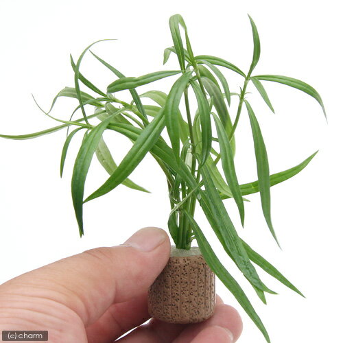 （水草）ライフマルチ（茶）ケニオイグサsp　オレンジ（水上葉）（無農薬）（1個）