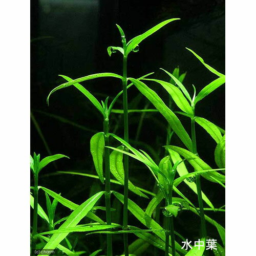 �ʿ���˥饤�եޥ������˥��˥�������sp������󥸡ʿ���աˡ�̵�����ˡ�1�ġ�