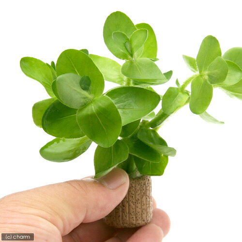 （水草）ライフマルチ（茶）イエローバコパ（水上葉）（無農薬）（1個）