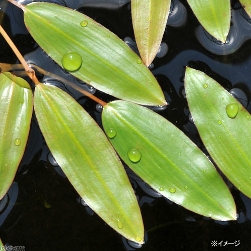 （ビオトープ）水辺植物　ヒルムシロ（3株）　浮葉植物