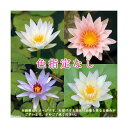 (ビオトープ)睡蓮 おまかせ熱帯性品種睡蓮(スイレン) 色指定なし(1ポット)