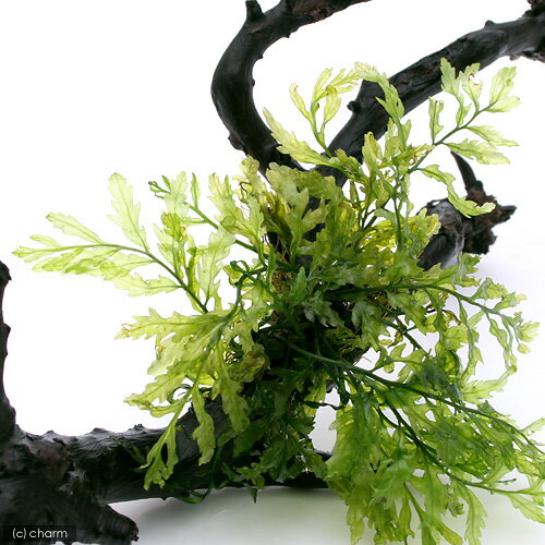 �ʿ���˴������ơ��ܥ�ӥƥ������ҥ�ǥ����ƥ������ޤ����ߥ������ꥦ�ࡡ�޾�ή�ڡ�M����������25cm�ˡ�1�ܡ�