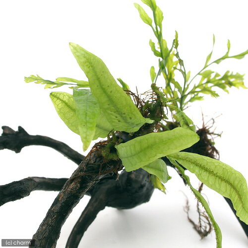 �ʿ���˴������ơ��ܥ�ӥƥ������ߥ������ꥦ�ࡡ�޾�ή�ڡ�S����������15cm�ˡ�1�ܡ�