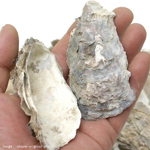 �������顡10kg�����ᡡPHĴ��������������