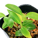 (観葉植物)ハーブ アルピニア ゲットウ(月桃 シェルシンジャー)3号(1ポット)虫除け植物 家庭菜園