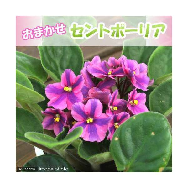 （観葉植物）セントポーリア 品種おまかせ 3．5号（1鉢）