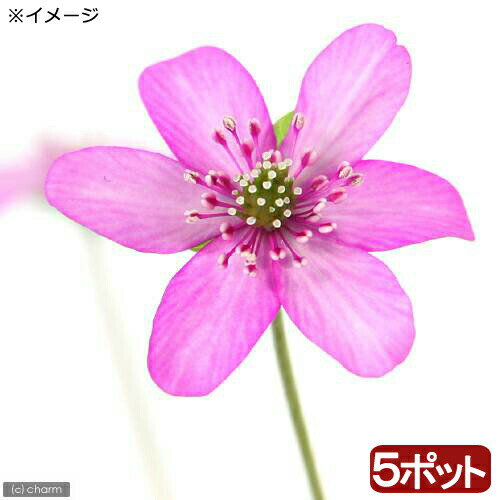 （山野草）ユキワリソウ（雪割草）赤花 標準花 2．5～3号（5ポットセット）