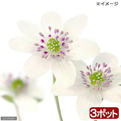 （山野草）ユキワリソウ（雪割草）白花　標準花　2．5号（3ポット）