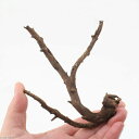 形状お任せ 煮込み済み 極上流木 Sサイズ(約10〜20cm) 1本 アクアリウム テラリウム レイアウト素材 関東当日便