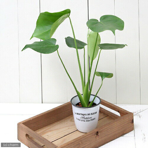 （観葉植物）ハイドロ苗9φ・Lサイズ モンステラ（1ポット）