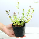 (ビオトープ)水生植物 ヒメハッカ(1ポット) 湿生植物