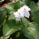 （ビオトープ）水辺植物 八重咲きドクダミ（1ポット） 湿性植物