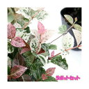 (観葉植物)ハツユキカズラ(初雪葛) 3号(5ポット)