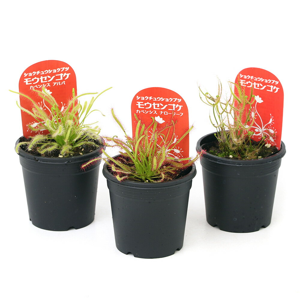 食虫植物 モウセンゴケ 3種セット