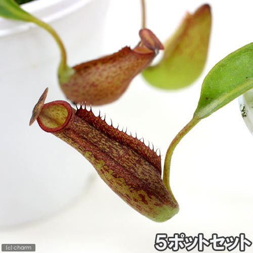 乐天商城 - （食虫植物）ウツボカズラ　ネペンテス　ジェントル　5ポットセット