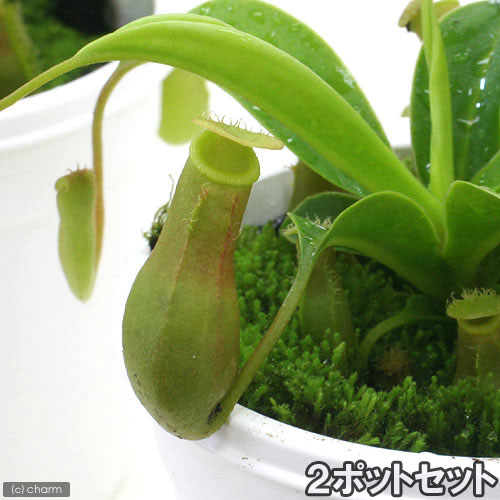 （食虫植物）ウツボカズラ　ネペンテス　ベントラータ（2ポットセット）