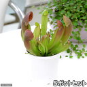 (食虫植物)サラセニア スワニアナ 5ポットセット