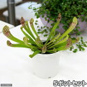(食虫植物)サラセニア スカーレットベル 5ポットセット