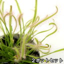 (食虫植物)モウセンゴケ アフリカナガバモウセンゴケ(ドロセラ カペンシス)白花 2.5~3号(2ポット)