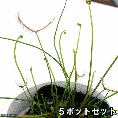 サスマタモウセンゴケ5ポットセット